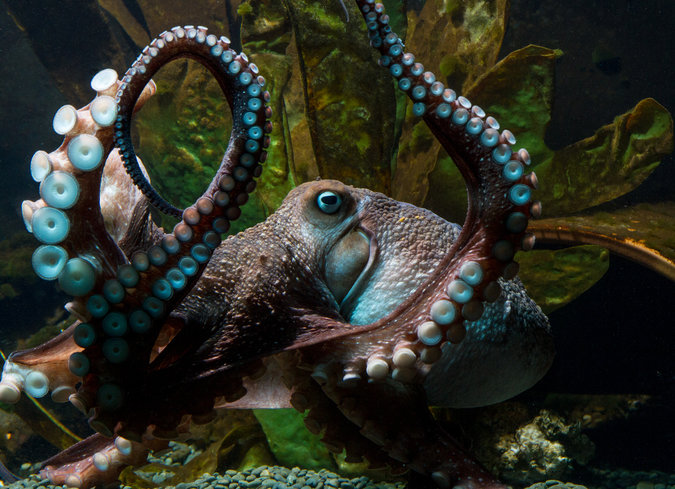 14octopus_web1-master675-v4.jpg 14octopus_web1-master675-v4.jpg